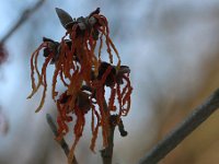 Hamamelis Aurora 2015 02 07 3063